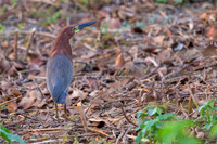 Rufescent Tiger-heron