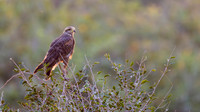 Savanna Hawk