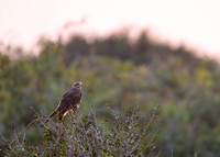 Savanna Hawk