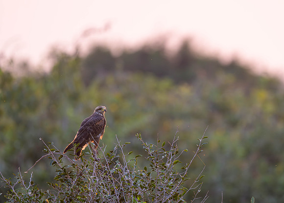 Savanna Hawk