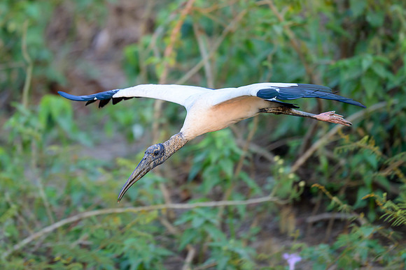 Wood Stork