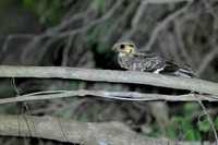 Common Pauraque