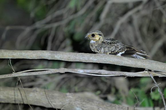 Common Pauraque