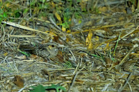Common Pauraque
