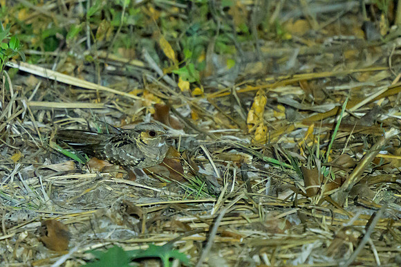 Common Pauraque