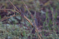 Bluish-grey Saltator