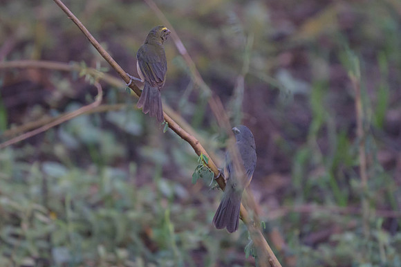 Bluish-grey Saltator
