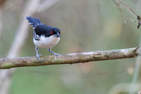 Great Antshrike