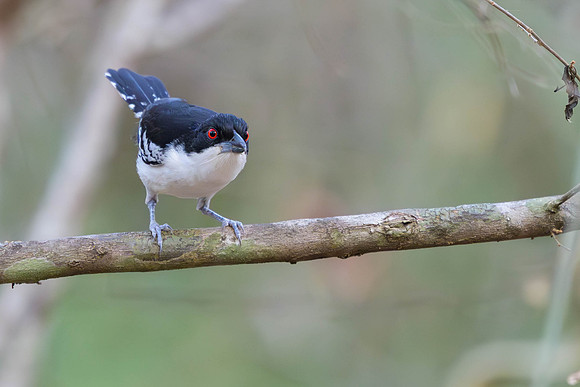 Great Antshrike