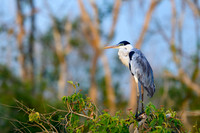 Cocoi Heron