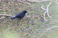 Unicoloured Blackbird