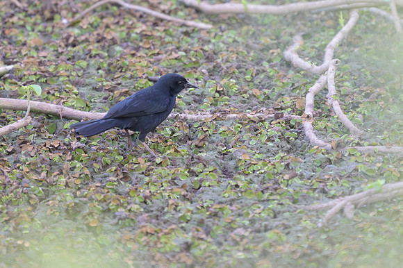 Unicoloured Blackbird