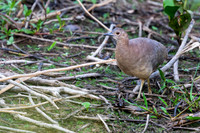 Undulated Tinamou