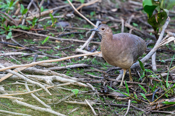 Undulated Tinamou