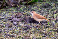 Rufous Hornero