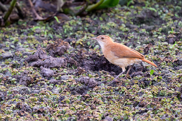 Rufous Hornero