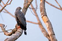 Crane Hawk