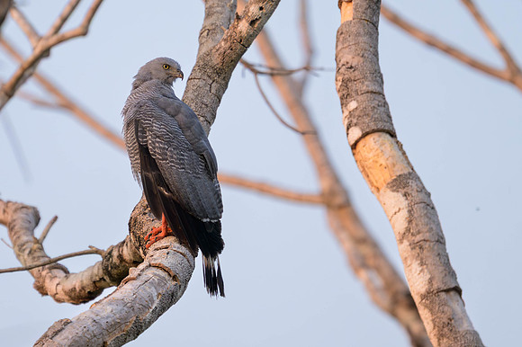 Crane Hawk