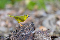 Flavescent Warbler