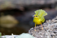 Flavescent Warbler