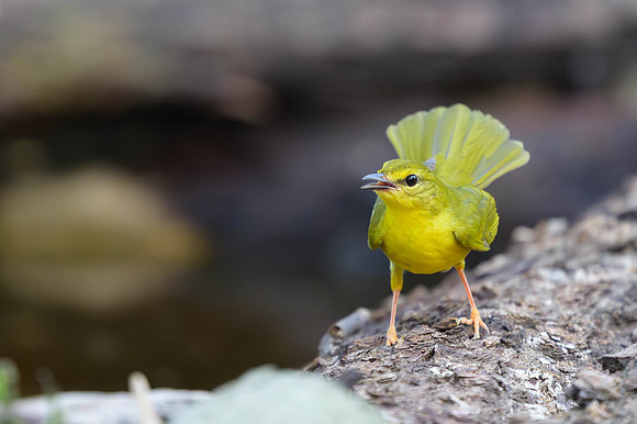 Flavescent Warbler