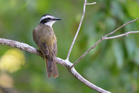 Lesser Kiskadee