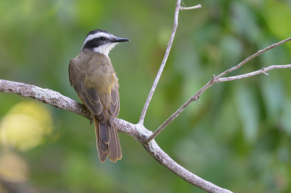 Lesser Kiskadee