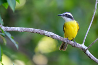 Lesser Kiskadee