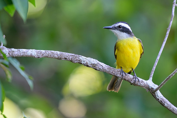 Lesser Kiskadee