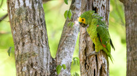 Turquoise-fronted Amazon