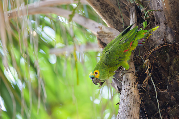 Turquoise-fronted Amazon
