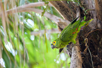 Turquoise-fronted Amazon
