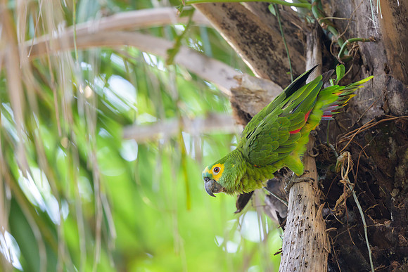 Turquoise-fronted Amazon