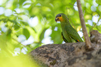 Orange-winged Amazon