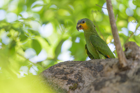 Orange-winged Amazon