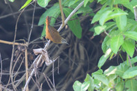 Buff-breasted Wren