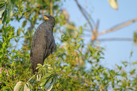 Great Black Hawk