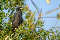 Great Black Hawk