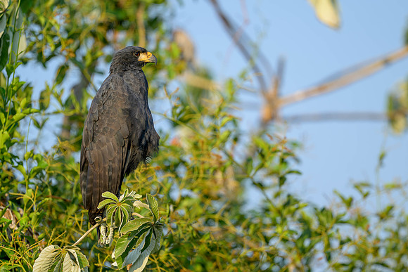 Great Black Hawk