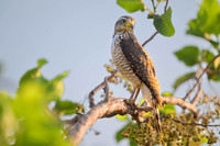Roadside Hawk