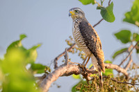 Roadside Hawk