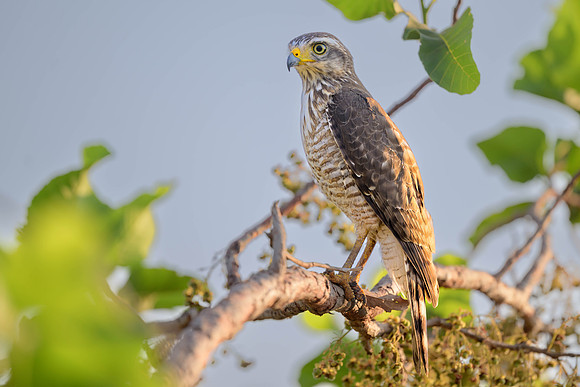 Roadside Hawk