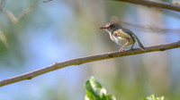 Pearly-vented Tody-Tyrant
