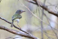 Pearly-vented Tody-Tyrant