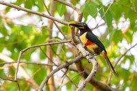 Chestnut-eared Aracari