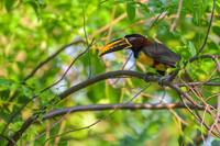 Chestnut-eared Aracari