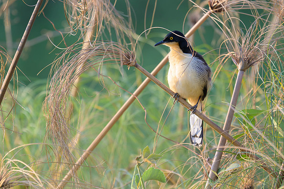 Black-capped Donacobius