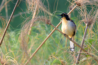 Black-capped Donacobius