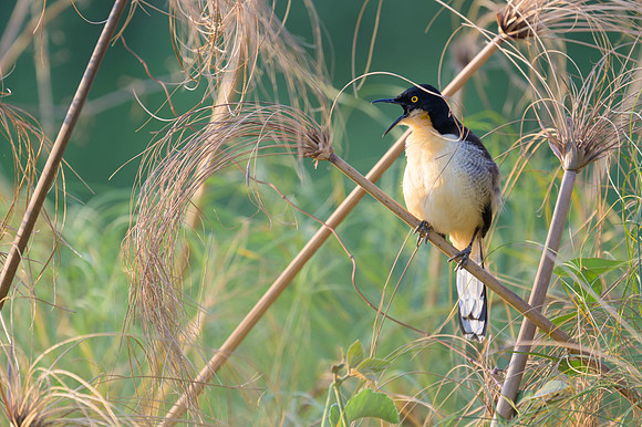 Black-capped Donacobius