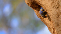 Hyacinth Macaw